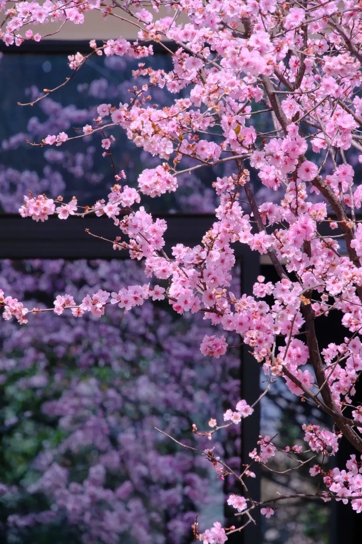 苏州的“校花”，美翻了！