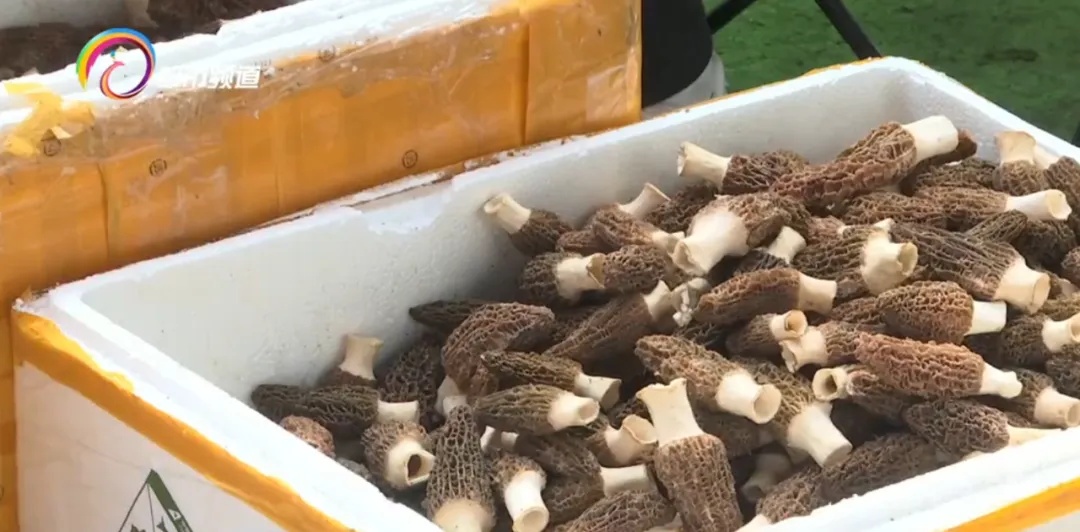 味道像鸡枞，价格很便宜！这种野生菌已上市