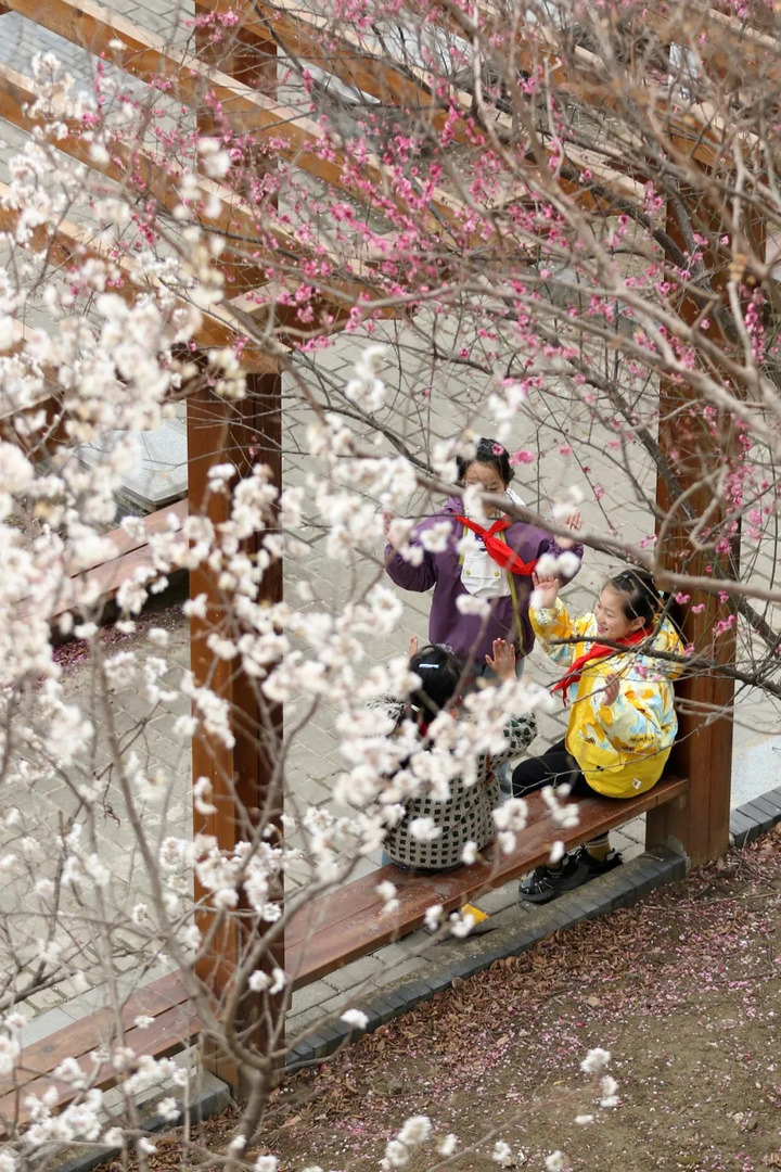 苏州的“校花”，美翻了！