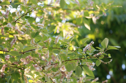 预计3月31日左右开始，河北将由南至北陆续进入杨絮飘飞期