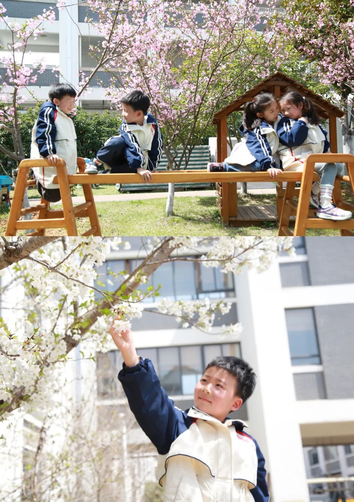 苏州的“校花”，美翻了！