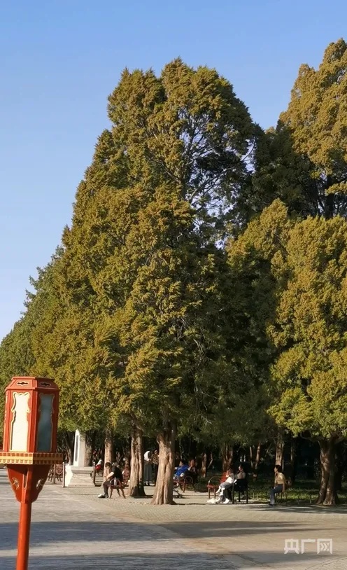 北京圆柏花粉“似扬沙”!“过敏头子”为什么不能砍? 北京圆柏花粉“似扬沙”!“过敏头子”为什么不能砍?