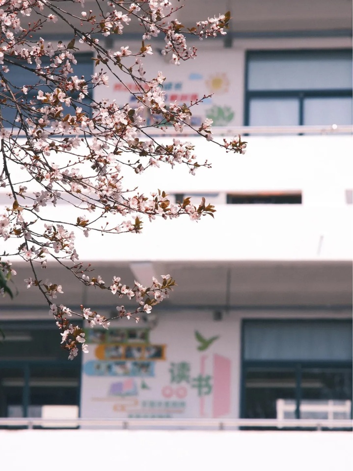 苏州的“校花”，美翻了！