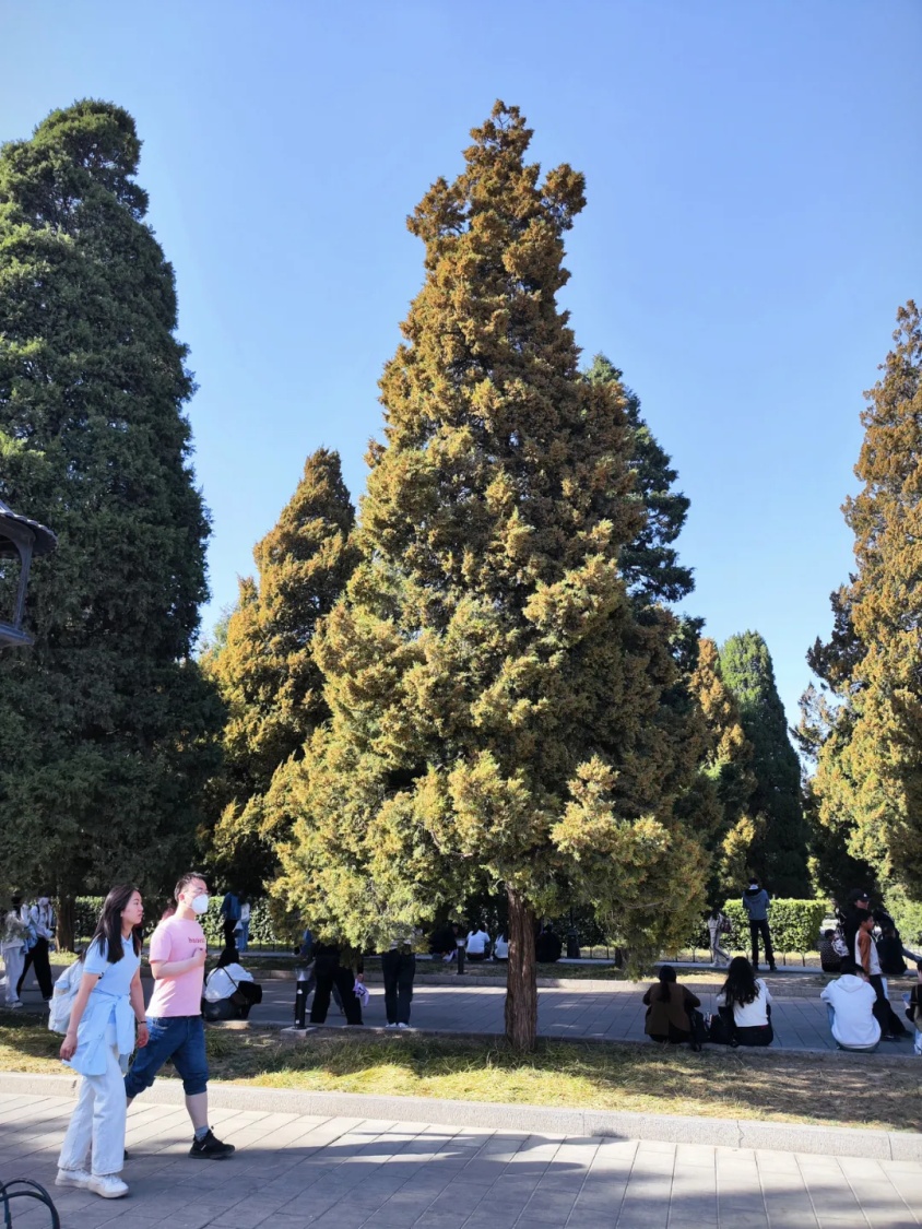 北京圆柏花粉“似扬沙”!“过敏头子”为什么不能砍? 北京圆柏花粉“似扬沙”!“过敏头子”为什么不能砍?