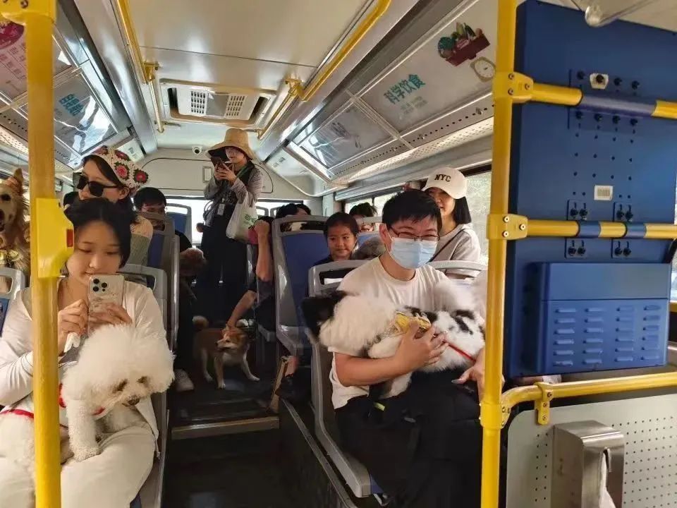5月起猫狗可以搭乘香港轻铁，需买“猫狗同行证”，每次只能带1只