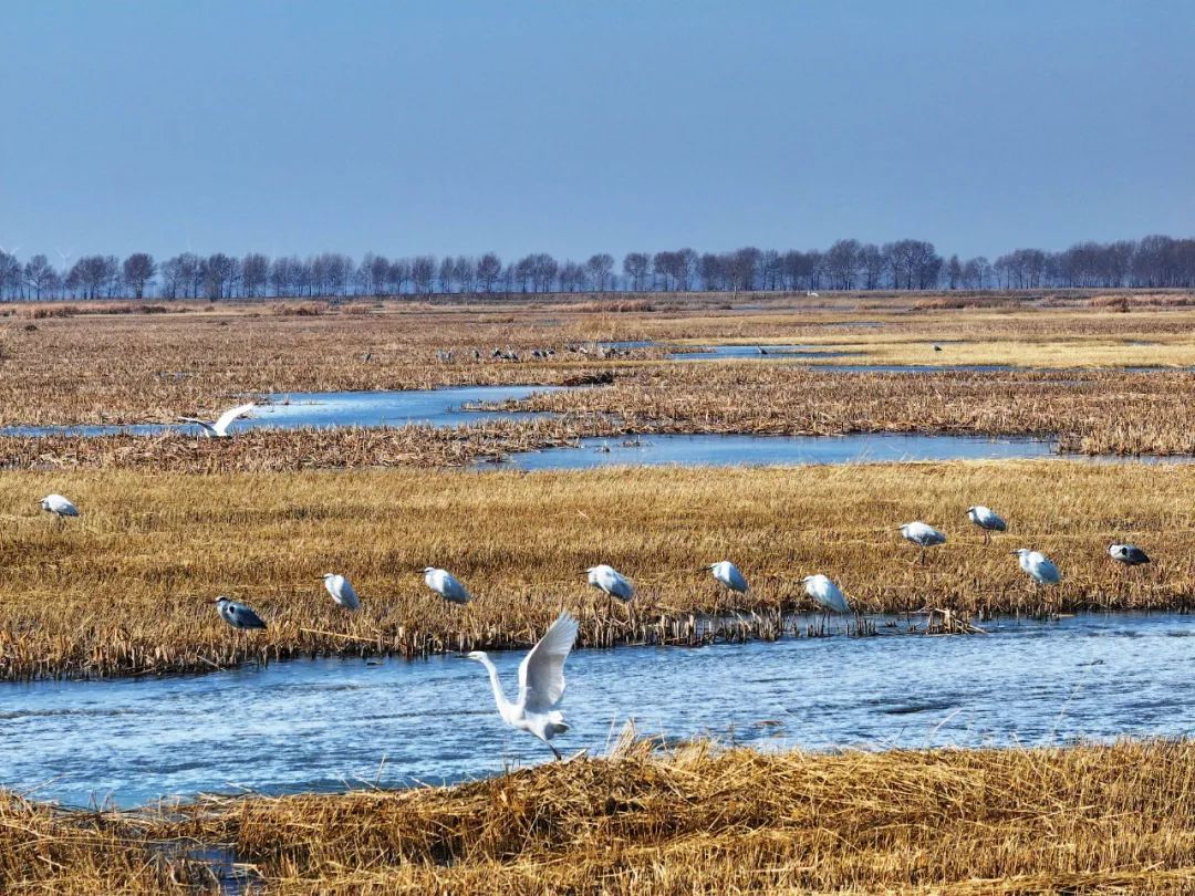万鸟朝“鹤”！吉林莫莫格湿地迎候鸟迁徙高峰