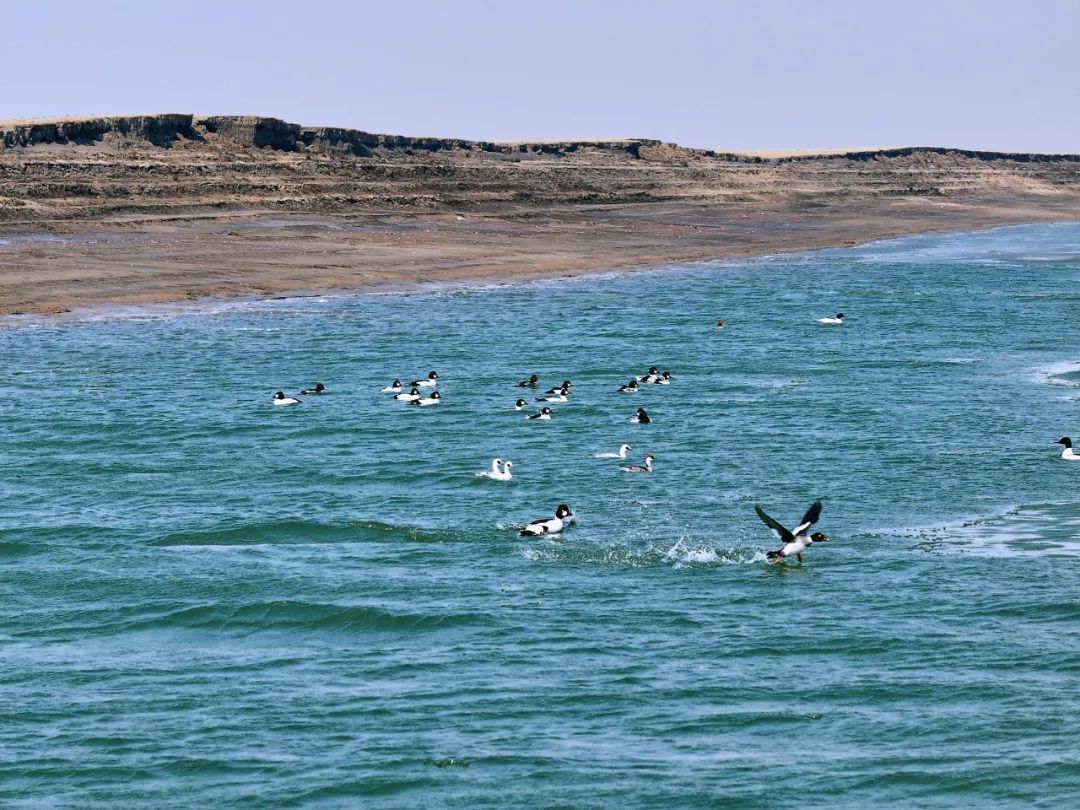 万鸟朝“鹤”！吉林莫莫格湿地迎候鸟迁徙高峰