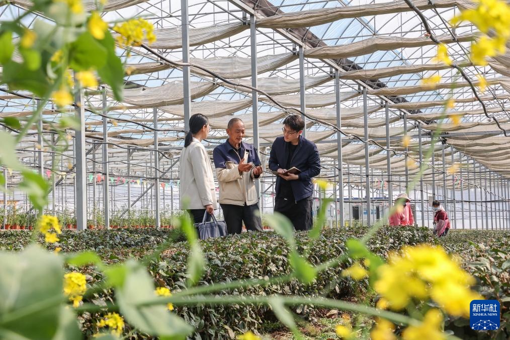 山东日照：清风护茶香