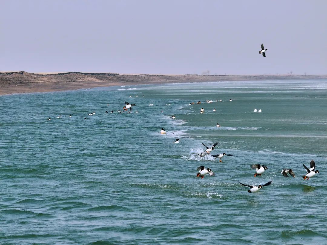 万鸟朝“鹤”！吉林莫莫格湿地迎候鸟迁徙高峰