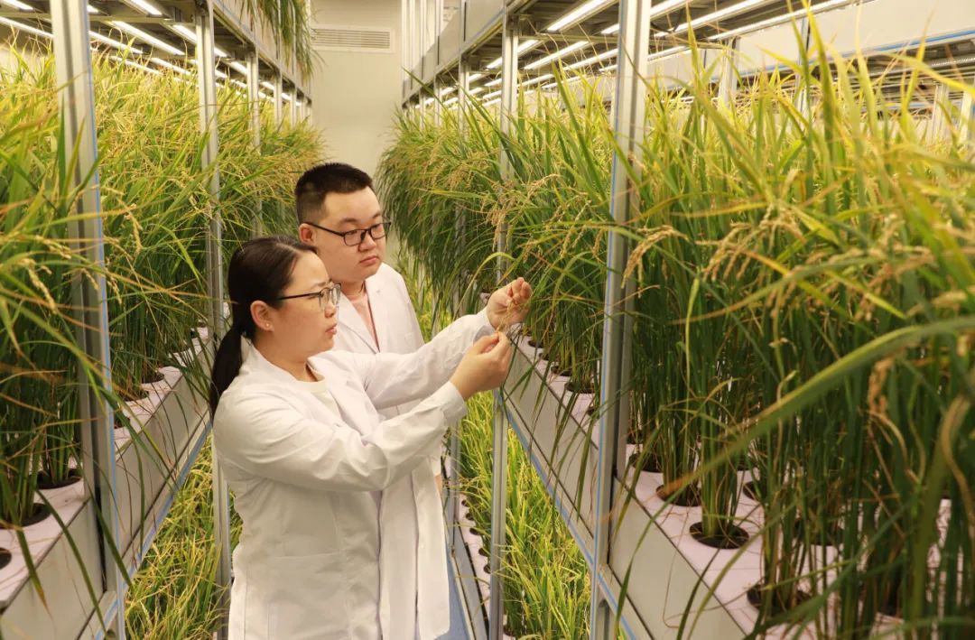 稻谷油、玉米胚芽油、小麦胚芽油……这些食用油你见过吗