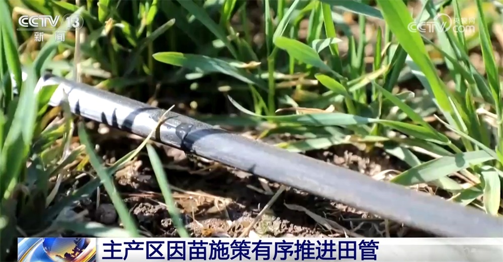 各地因苗施策绘就一幅幅“科技春耕图” 全国已春播粮食超3500多万亩