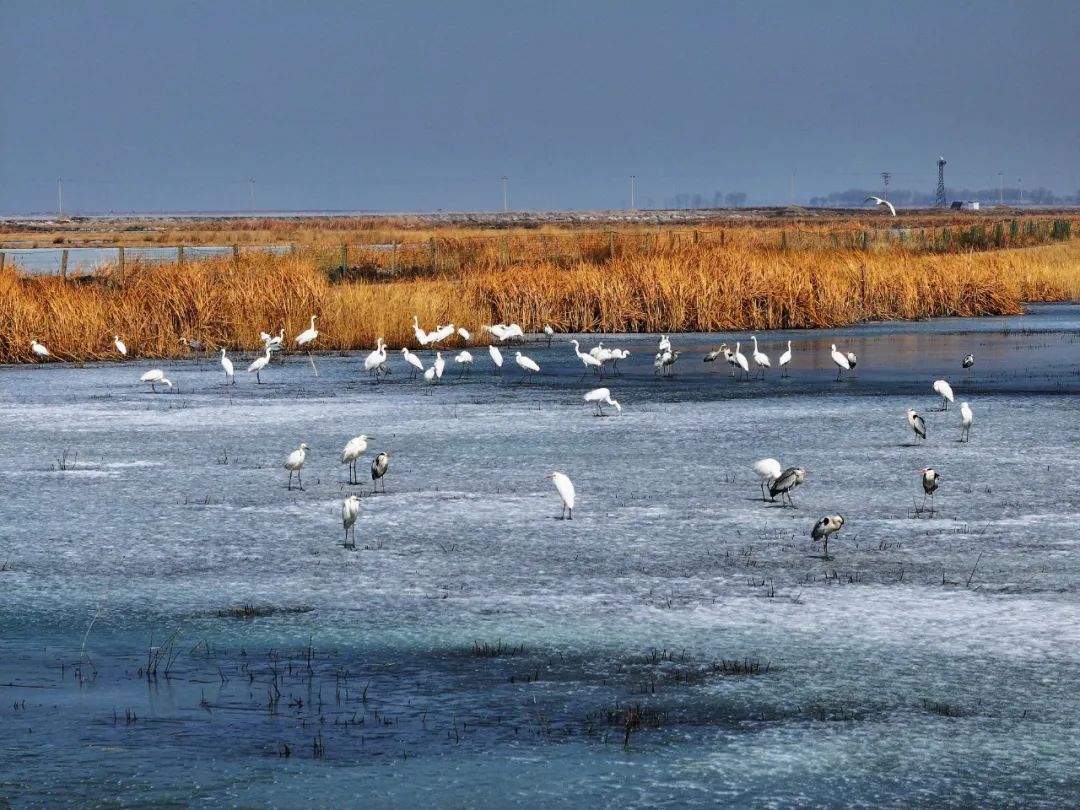 万鸟朝“鹤”！吉林莫莫格湿地迎候鸟迁徙高峰