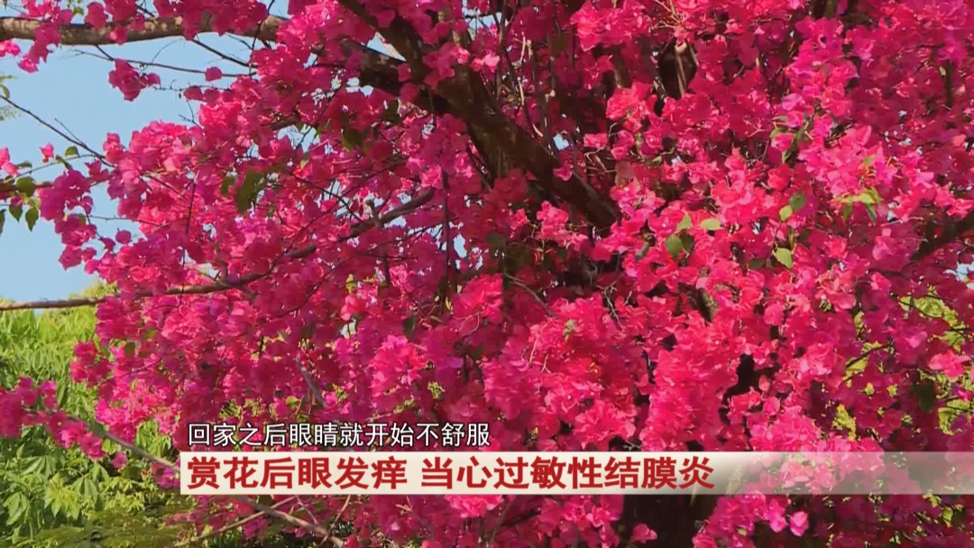 赏花后眼睛不舒服,当心这个病! 赏花后眼睛不舒服,当心这个病!