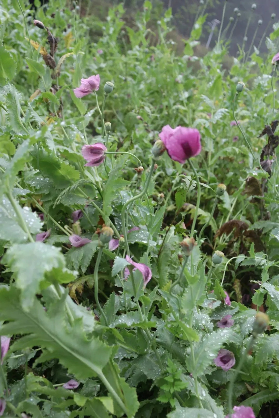 不是“菜”，不是“花”，别种！