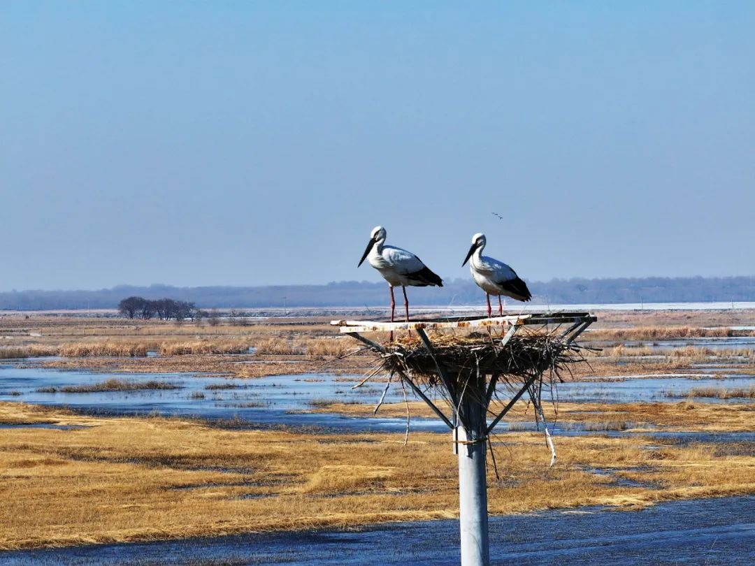 万鸟朝“鹤”！吉林莫莫格湿地迎候鸟迁徙高峰
