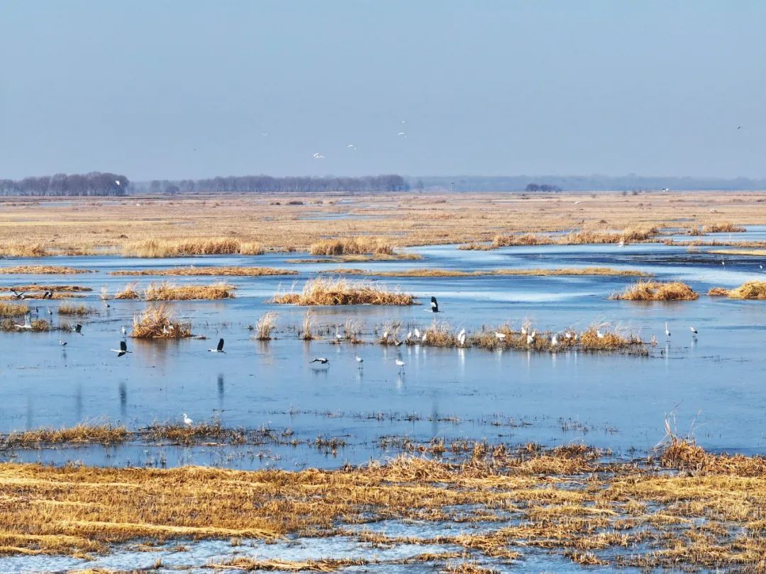 万鸟朝“鹤”！吉林莫莫格湿地迎候鸟迁徙高峰