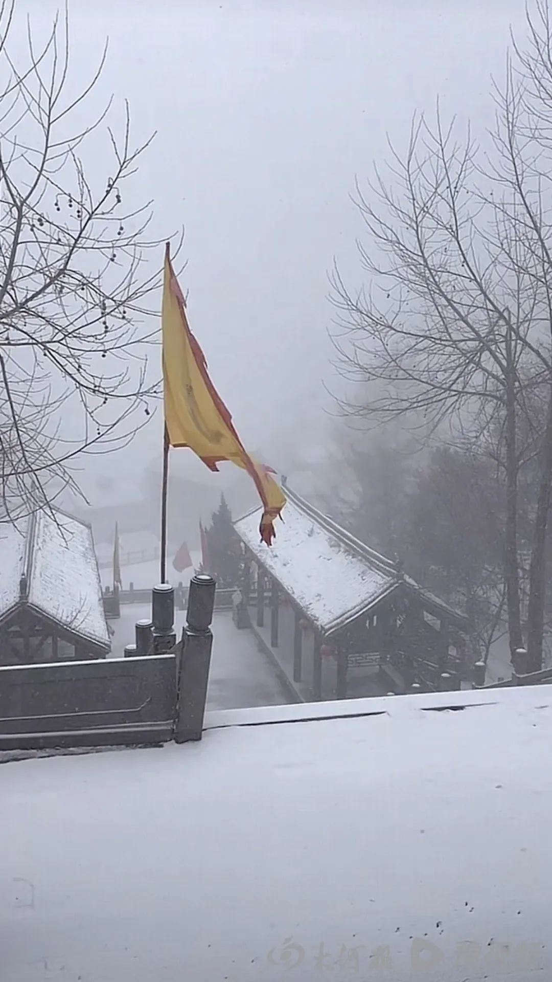 下雪了！河南多地突降春雪，网友纷纷晒图