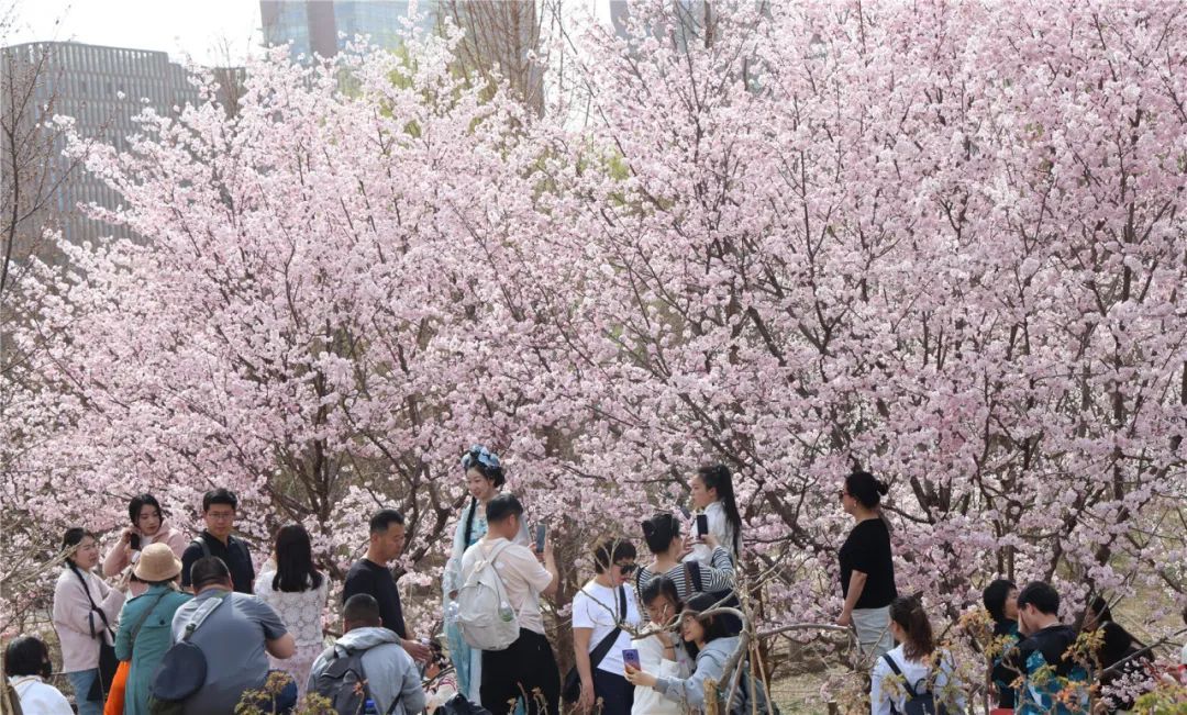 免费搭乘!玉渊潭公园赏樱接驳车即将上线→ 免费搭乘!玉渊潭公园赏樱接驳车即将上线→