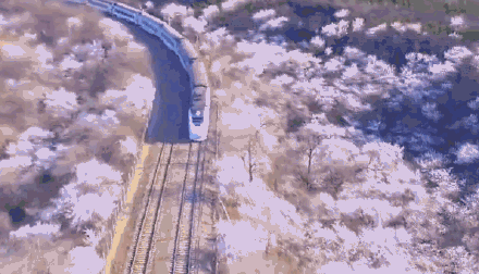 惊艳全网！“花海列车”S2线正美！打卡攻略来啦