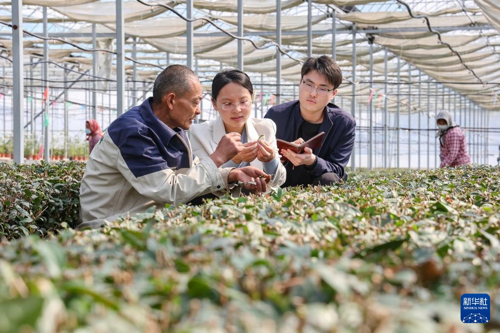 山东日照：清风护茶香