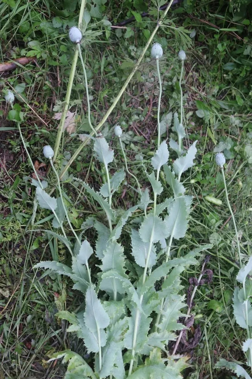 不是“菜”，不是“花”，别种！