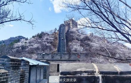 惊艳全网！“花海列车”S2线正美！打卡攻略来啦