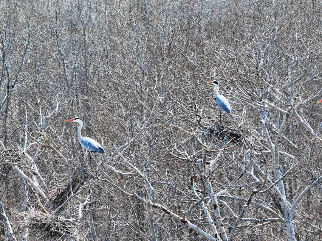 万鸟朝“鹤”！吉林莫莫格湿地迎候鸟迁徙高峰
