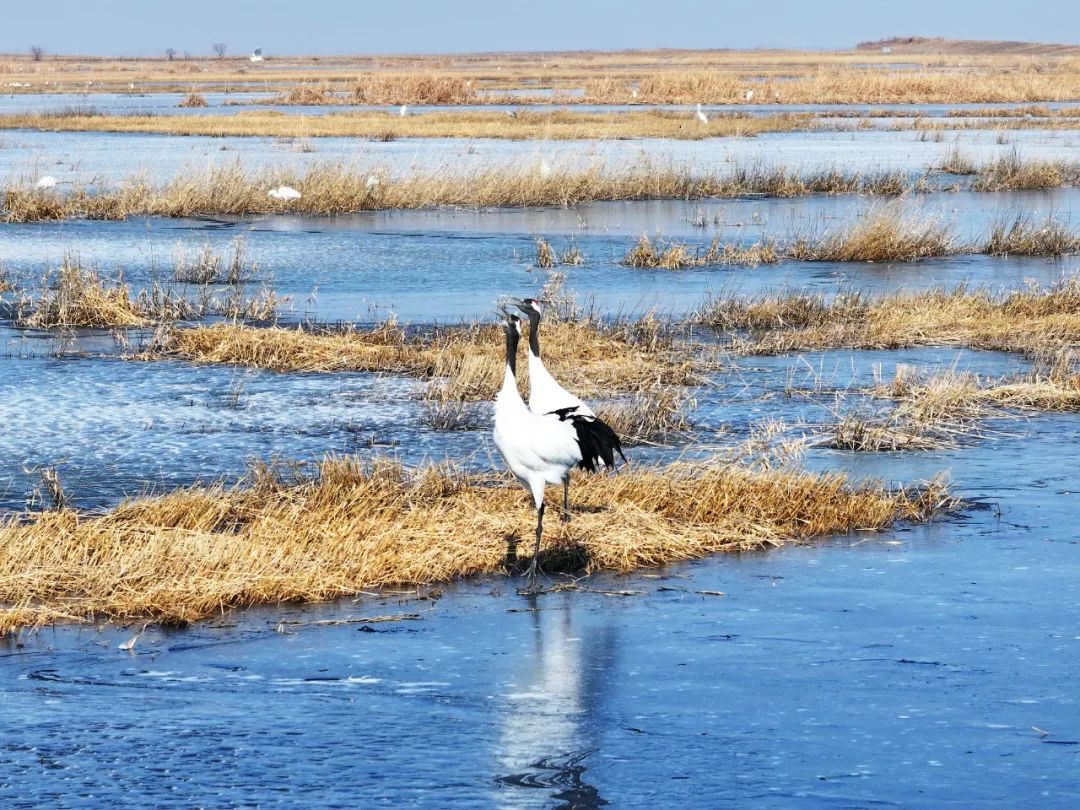 万鸟朝“鹤”！吉林莫莫格湿地迎候鸟迁徙高峰