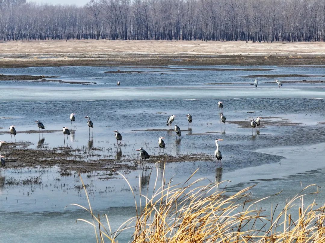 万鸟朝“鹤”！吉林莫莫格湿地迎候鸟迁徙高峰