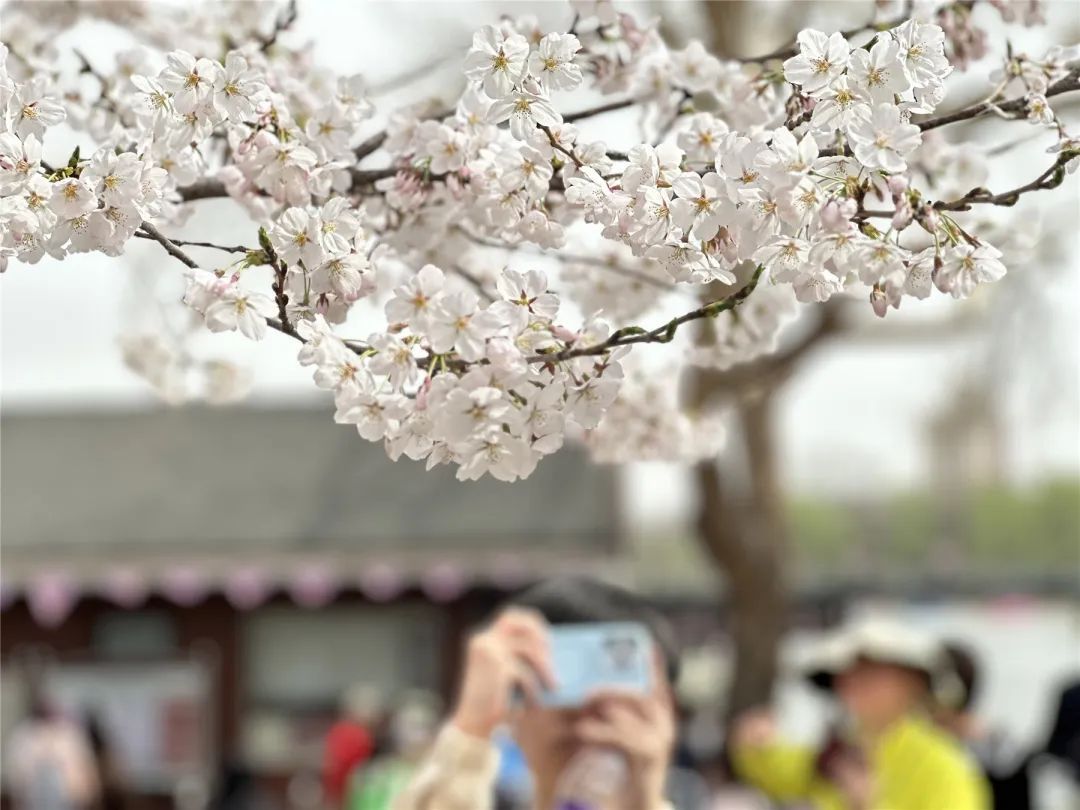 免费搭乘!玉渊潭公园赏樱接驳车即将上线→ 免费搭乘!玉渊潭公园赏樱接驳车即将上线→