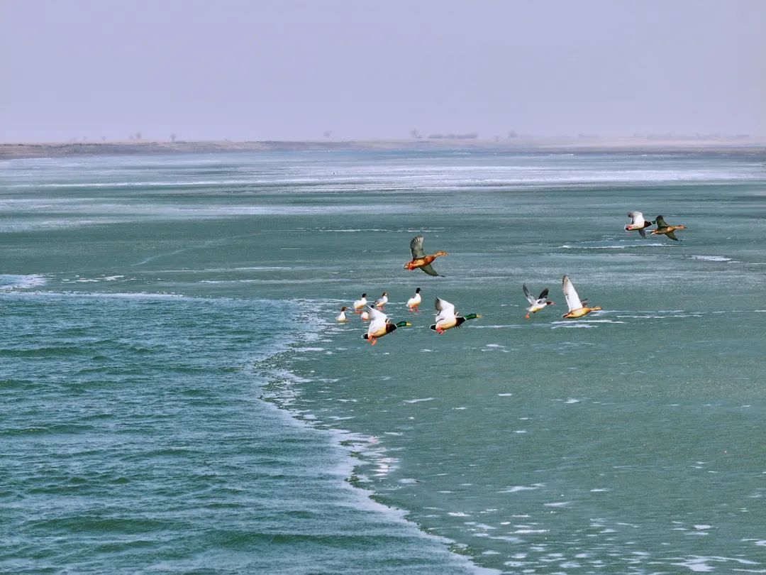 万鸟朝“鹤”！吉林莫莫格湿地迎候鸟迁徙高峰