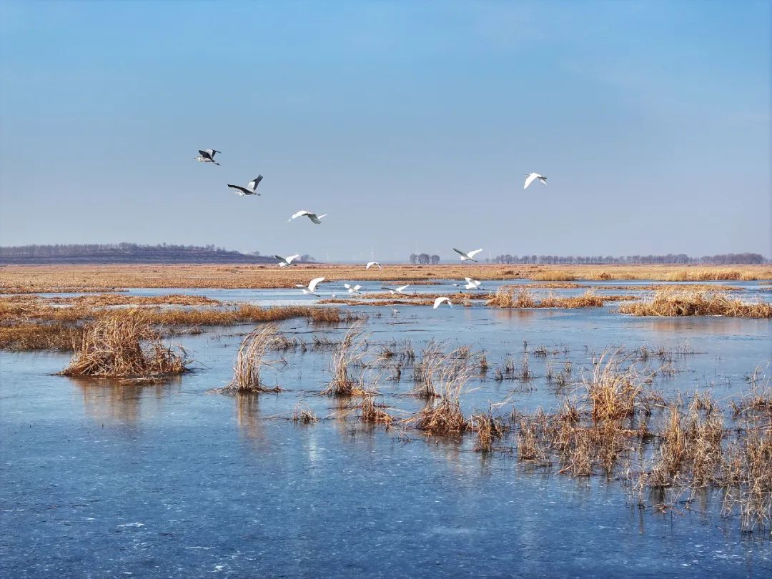 万鸟朝“鹤”！吉林莫莫格湿地迎候鸟迁徙高峰