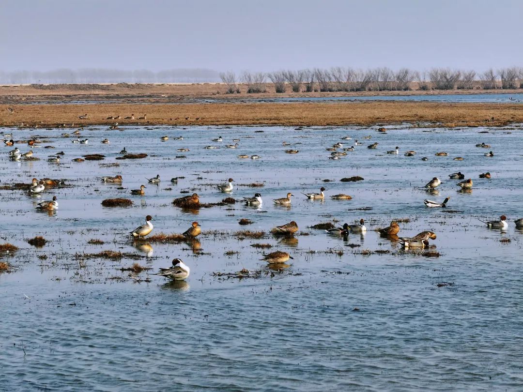 万鸟朝“鹤”！吉林莫莫格湿地迎候鸟迁徙高峰