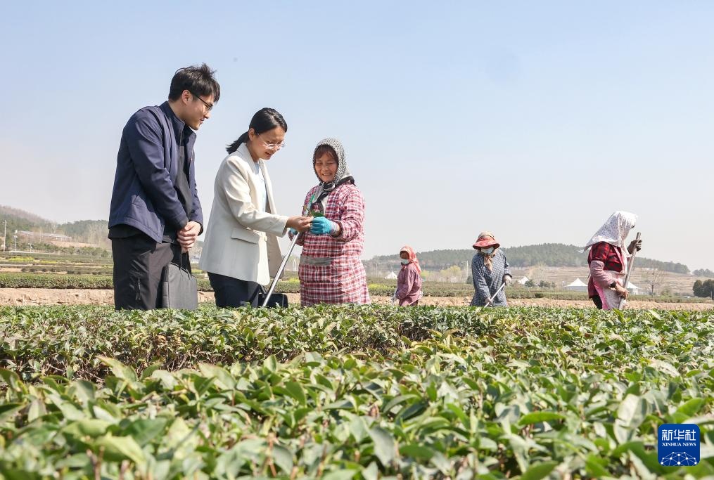 山东日照：清风护茶香
