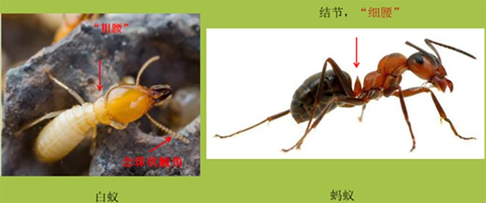 @四川人 白蚁即将分飞！这份提示请收好