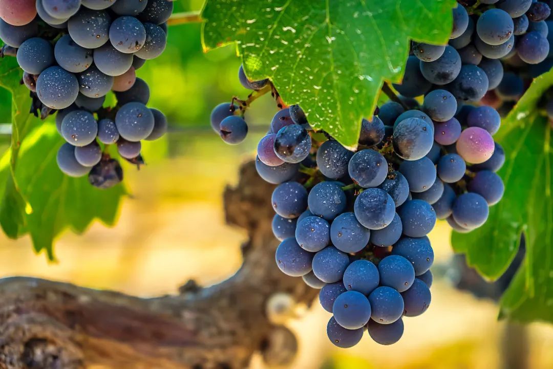 养肝护血管!常吃这种水果,气色越来越好~ 养肝护血管!常吃这种水果,气色越来越好~