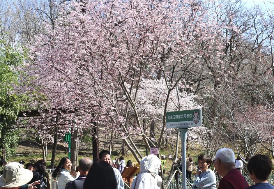 免费搭乘!玉渊潭公园赏樱接驳车即将上线→ 免费搭乘!玉渊潭公园赏樱接驳车即将上线→