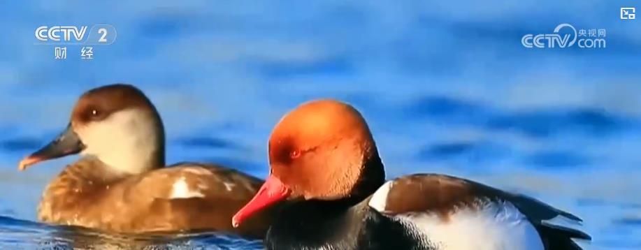 我国湿地修复显成效 鸟类栖息环境显著改善