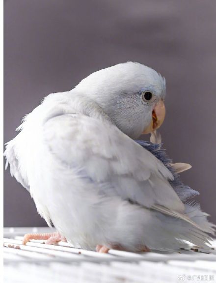 26岁女子养5只鹦鹉感染过敏性肺炎