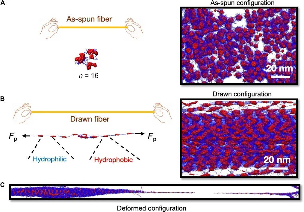 蜘蛛丝为何坚韧无比？全靠蜘蛛这个小动作