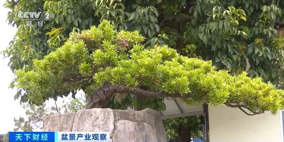 春天一到，“种菜DNA”又动了……