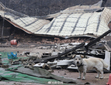 韩国山火死伤人数升至65人 韩国山火死伤人数升至65人