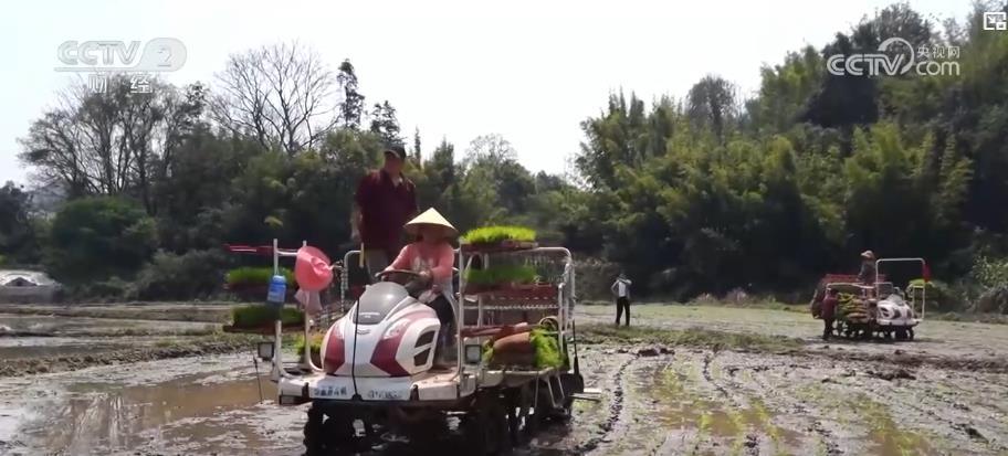 春耕新景象：万亩早稻开启插秧作业 机械化助力春耕