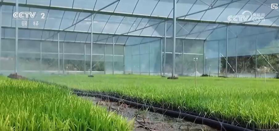 春耕新景象：万亩早稻开启插秧作业 机械化助力春耕