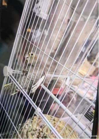 26岁女子养5只鹦鹉感染过敏性肺炎