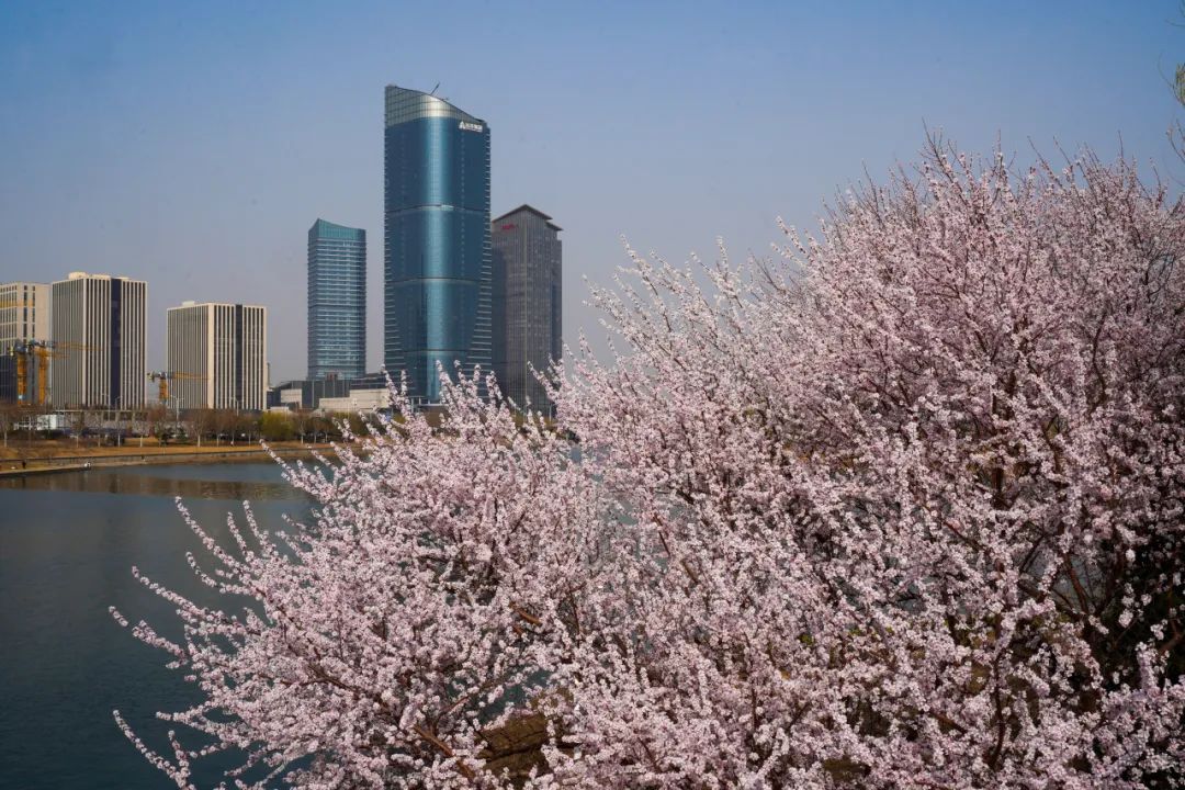 12条赏花线路来了!去北京通州赏花打卡正当时 12条赏花线路来了!去北京通州赏花打卡正当时