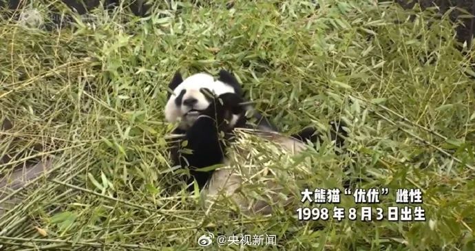 痛心！大熊猫优优走了