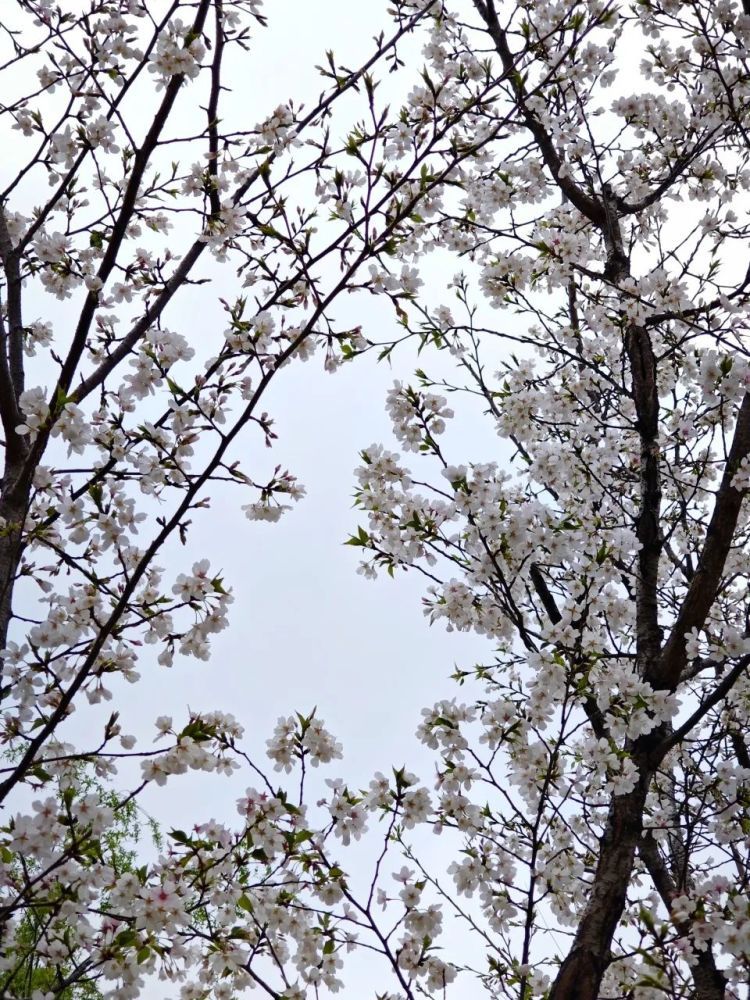 武汉樱花刚开就被大风“清零”？辟谣！花期可至4月中旬