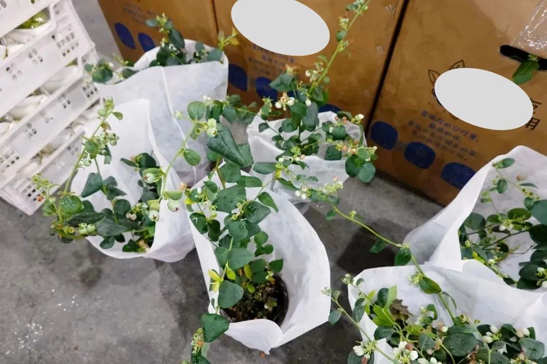 春天一到，“种菜DNA”又动了……