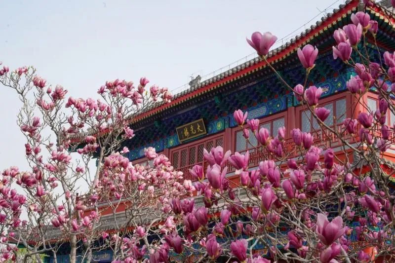 12条赏花线路来了!去北京通州赏花打卡正当时 12条赏花线路来了!去北京通州赏花打卡正当时